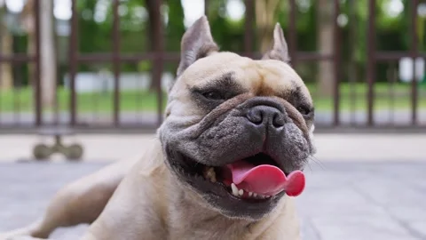 French bulldog with Heat Stroke Symptoms... | Stock Video | Pond5