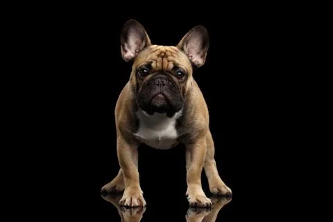 French Bulldog isolated on black Stock Photos