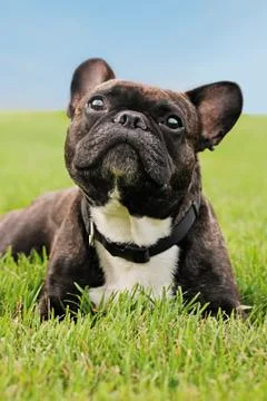 French bulldog laying in the grass Stock Photos