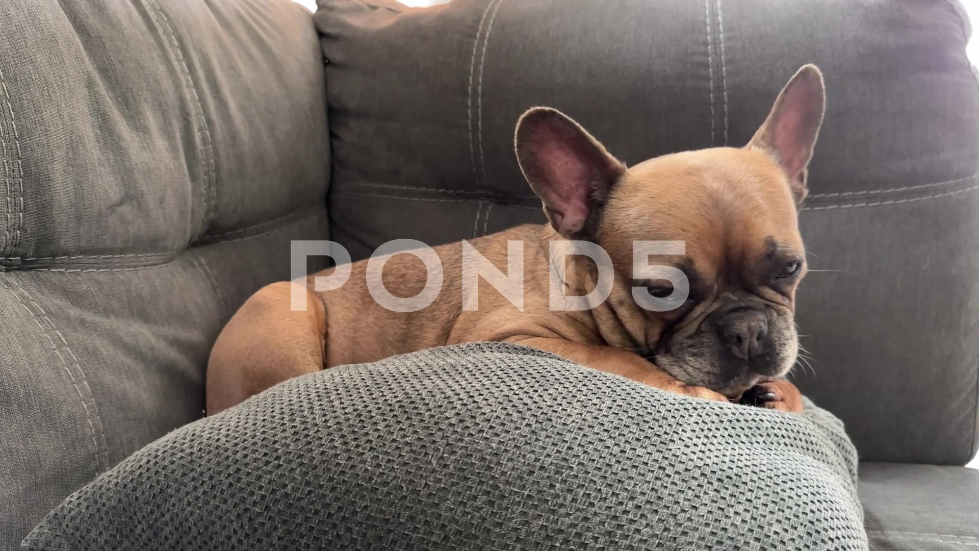 French bulldog hot sale chewing paws