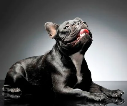 French bulldog looking up in the gray studio. Stock Photos