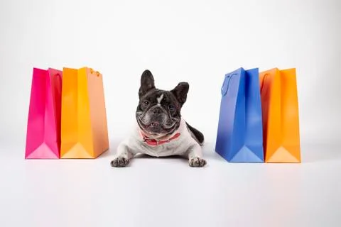 French bulldog lying on white background with shopping and sale bags in the m Stock Photos