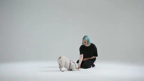 French bulldog performing the command to lay on side and roll over Stock Footage 242077610