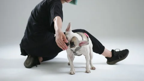 French bulldog performs the command to crawl. The master rewards the pet Stock Footage 242074423