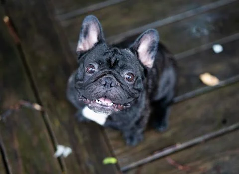 French Bulldog Stock Photos