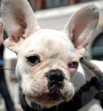 French bulldog Stock Photos
