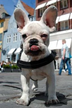 French bulldog Foto stock