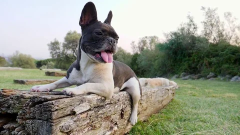 French Bulldog portrait in nature Stock Footage