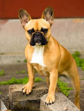 French Bulldog Pure Breed Canine Dog Animal Frenchie Frenchie canine stand... Stock Photos