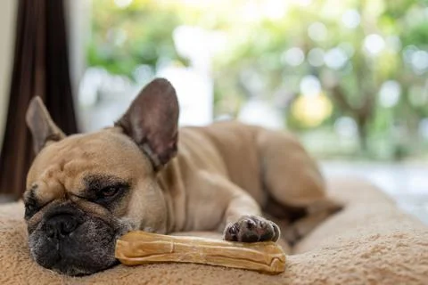 French bulldog with rawhide bone lying on a pillow Stock Photos
