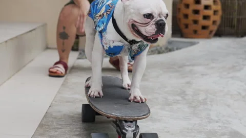 skateboarding bulldog gif