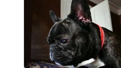 French bulldog sad 스톡 동영상 87214905