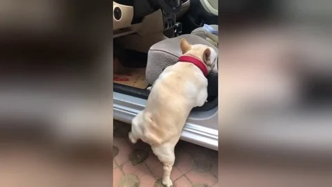 French bulldog with short legs cant Stock Video Pond5