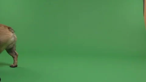 French Bulldog sitting and walking through a green screen Stock Footage 103043953