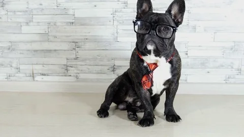 French bulldog sitting in a tie and glasses Stock Footage