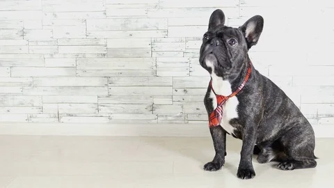 French bulldog sitting in a tie 스톡 동영상 83215047