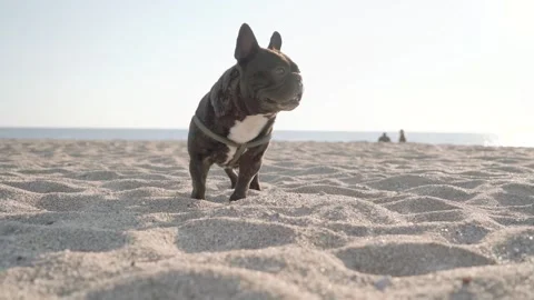 French bulldog on sunny beach. Serious cute dog starting to walk. Slow motion Stock Footage