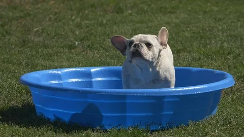 French Bulldog in Swimming Pool Slow Motion Stock Footage