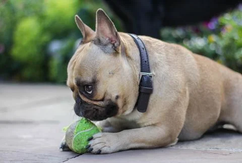 French bulldog with tennis ball Stock Photos