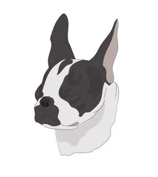 French bulldog vector Stock Illustration