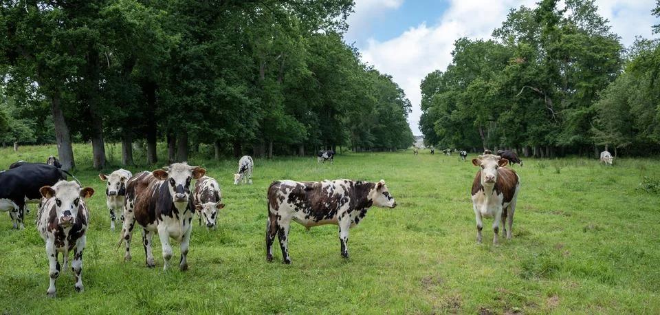 French cattle in meadow between trees in normandy 스톡 사진