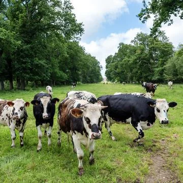 French cattle in meadow between trees in normandy Photos