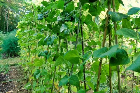 French Climbing Beans. Stock Photos