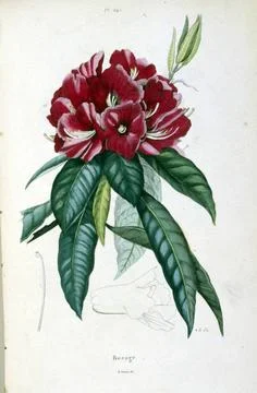  French, Coloured illustration, dated circa 1884, depicting red flowers, C... Foto stock