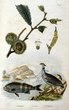  French, Coloured illustration, dated circa 1884, depicting a fish a pheas... Stock Photos