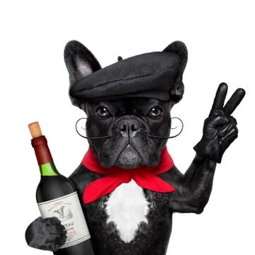 French dog Foto stock