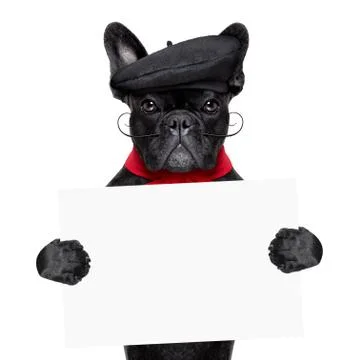 French dog Foto stock