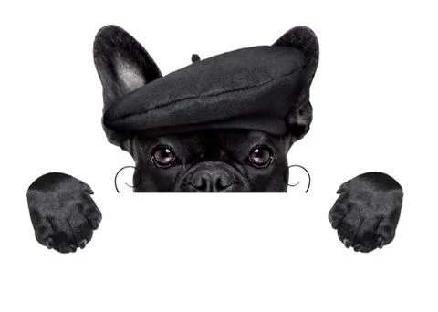 French dog Foto stock