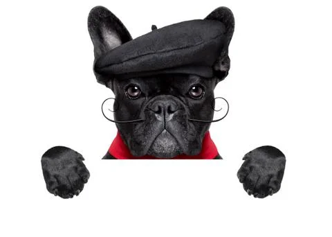 French dog Foto stock
