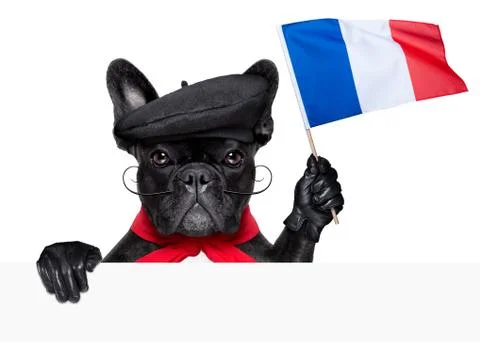 French dog Foto stock