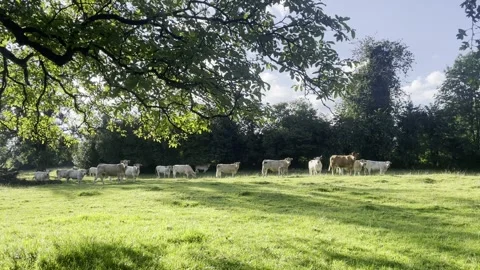 French Farm Animals Stock Footage 292508291