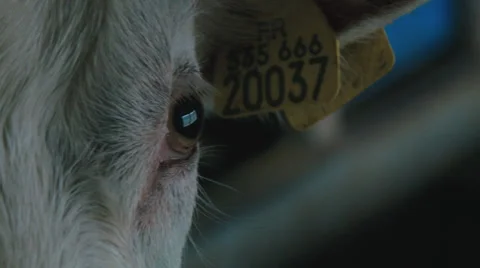 FRENCH GOATS EATING Video stock 48699411