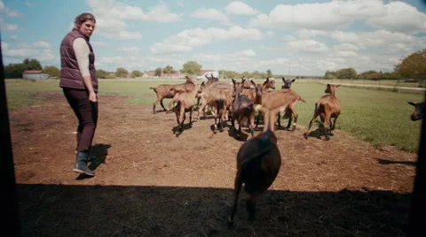 French goats on farm Video stock 48700096