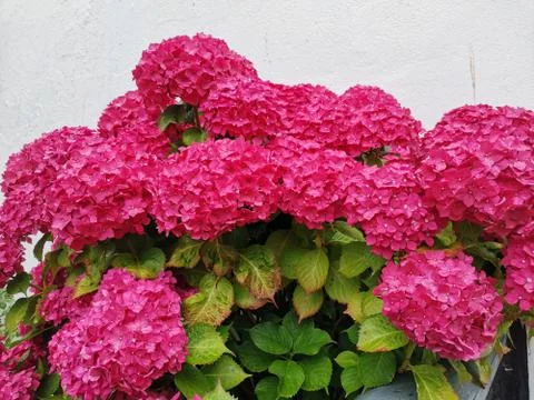 French hydrangea Stock Photos