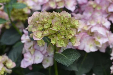French hydrangea Stock Photos