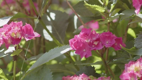 French hydrangea plant deep pink color tones 4K slomo video Stock Footage 252855353
