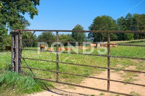French landscape with brown cows Stock Photos