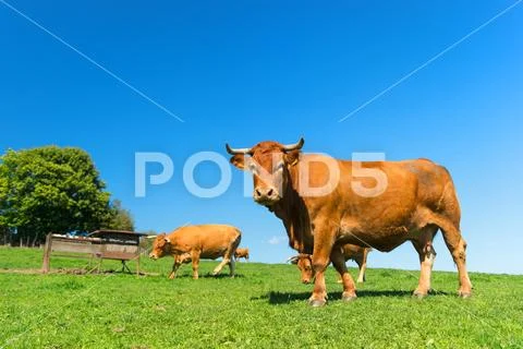 French landscape with brown cows Stock Photos