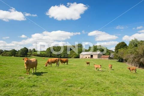 French landscape with brown cows Stock Photos