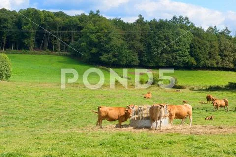 French landscape with brown cows Stock Photos