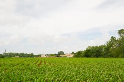 French landscape with maize fields Stock Photos
