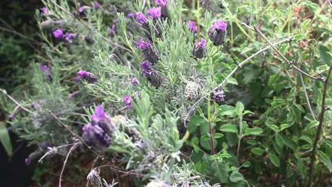 French lavender and various herbs Stock Footage 171183138