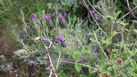 French lavender and various herbs Stock Footage 171183444