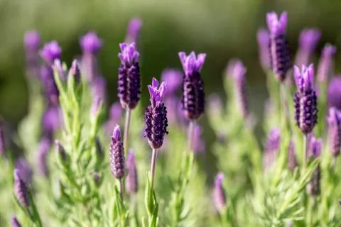 French Lavender Close up Stock Photos
