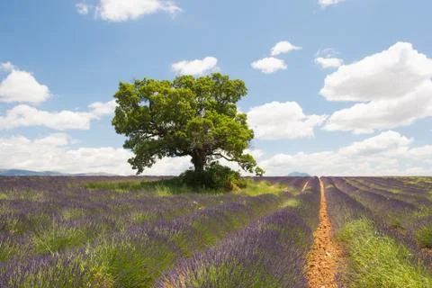 French lavender fields Stock Photos