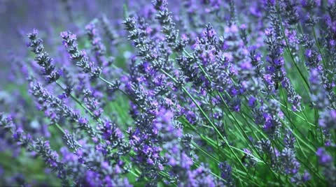 French lavender 库存影片 21340151